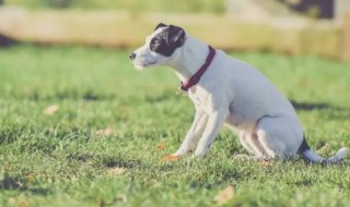 如何让小狗远离草坪（如何把小狗在公园的草坪上玩耍写具体）