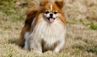 如何让狗不再舔人 怎样让狗不舔人