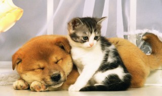 怎么去除木地板上的猫尿（怎么去除木地板上的猫尿骚味）