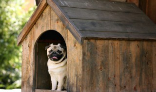 如何让狗狗不咬人（如何让狗狗不咬人视频）