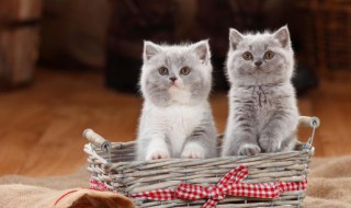 怎么照顾幼猫(幼猫怎么养护)