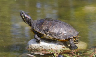 给宠物乌龟起名字寓意好图个吉利 想给乌龟起个名字好听吉祥