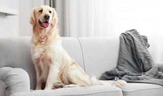 如何给狗洗澡 自己在家如何给狗洗澡