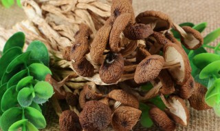 茶树菇泡多久 茶树菇泡多久合适