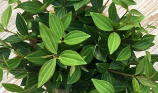 钻石翡翠植物开花吗（翡翠钻石 植物）