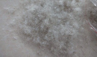 绒丝和羽丝是什么材料（羽绒毛丝是什么材料）