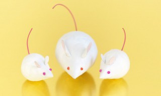 老鼠怕什么东西（老鼠怕什么东西和气味）