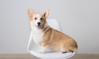 如何安抚爱犬 怎样安抚狗狗