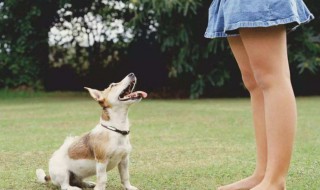 如何训练狗狗坐下 如何训练狗狗坐下 趴下 握手