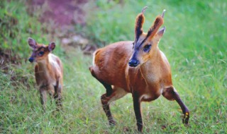 麂子是什么（麂子是什么动物图片）