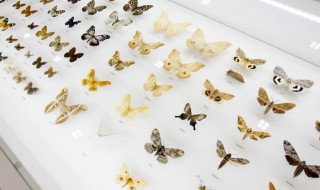 蝴蝶是由什么变出来的（蝴蝶是由什么变过来的）