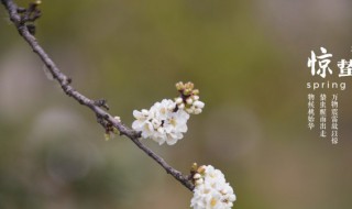 2022年惊蛰下雨好还是不下雨好 惊蛰下雨了好吗