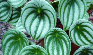 钻石翡翠植物有毒吗 钻石翡翠绿植有没有毒