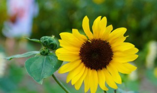 2022夏至早安心语说说大全 早安心语2020最新夏天