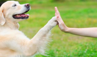 好寓意的宠物吉祥名字难得珍贵(非常吉祥的宠物名字)