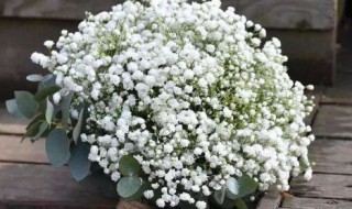 满天星花怎么养殖(满天星花怎么养殖方法干花)