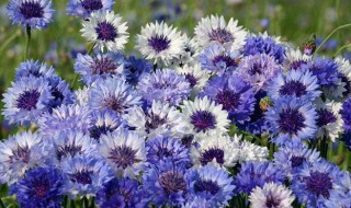 矢车菊代表什么（矢车菊代表什么生肖）