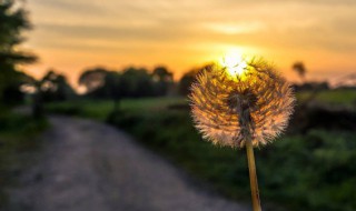 好听又很唯美的意境个性昵称（比较唯美的昵称）