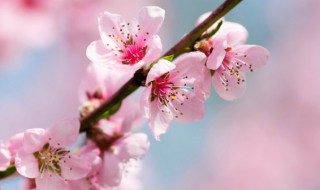 惊蛰时节的时候的代表性植物 在惊蛰开花的植物