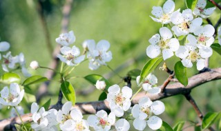 关于春天的诗句和古诗有哪些 关于春天的古诗还有哪些诗句