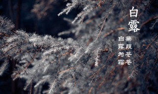 白露时节吃什么(白露时节吃什么水果)