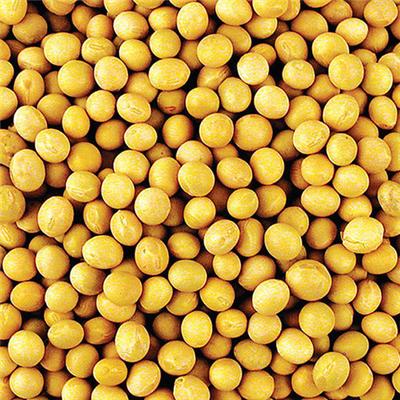 缺钙吃什么食物