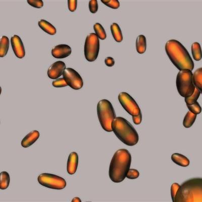 盐藻是什么？对身体有好处吗