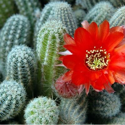 尾椎骨为什么会长包？