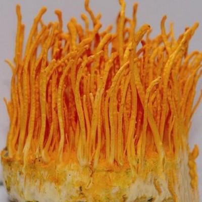 盐藻的功效是真实的吗