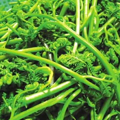 蕨菜是什么养生菜