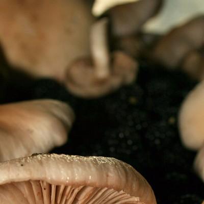  蛛网膜下腔出血食疗的方法有哪些