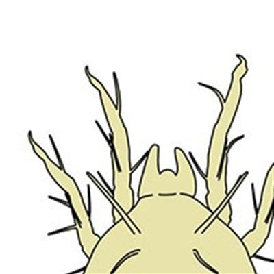 宝宝上呼吸道感染吃什么药