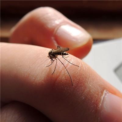 被蚊虫叮咬后红肿怎么办