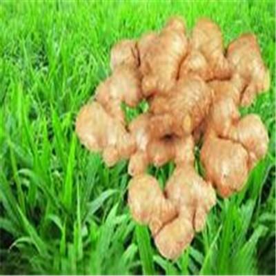 生姜敷脸什么作用