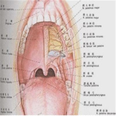 扁桃体上面有白点怎么回事