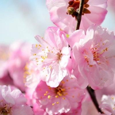 花粉过敏偏方有什么