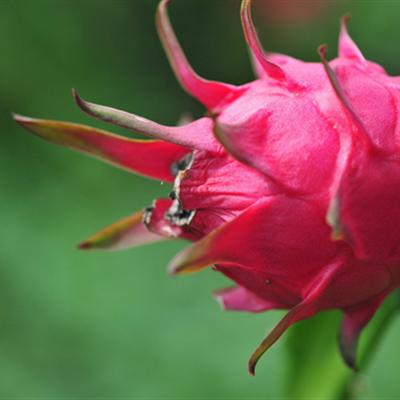 糖尿病饮食指南吃什么水果比较好