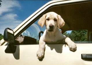 防晕车的小窍门