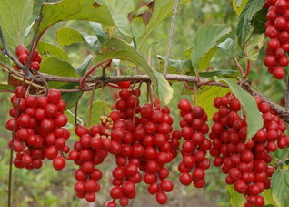 哪些食物有助于促进睡眠