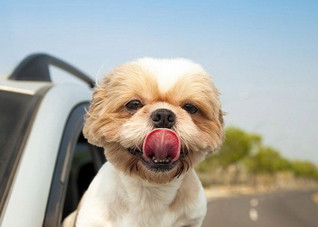 外出晕车怎么办