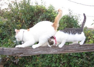 被猫咬伤会得狂犬病吗