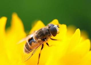 宝宝被蜜蜂蜇了怎么办