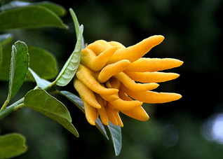 常用于治疗胃炎的中药