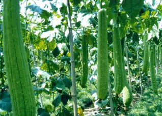 夏季抗中暑 这三种菜最适合