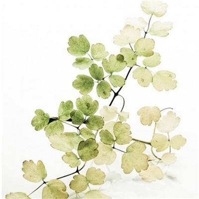 治疗胰腺癌的中药