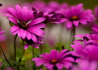 10大营养素助你提高免疫力