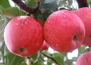 苹果豆腐瘦身 简单强效减肥食谱