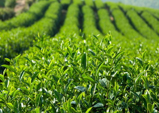 喉咙有异物感喝什么茶