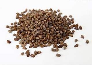 中医 决明子泡水喝的害处