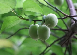 酸味食物对人体都有哪些好处？